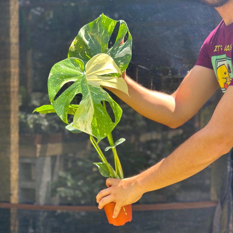 NYCitySucculents Monstera Thai Constellation - Thumbnail 5