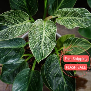 May include: A close-up of a houseplant with large, green leaves with white stripes. The plant is in a pot and the leaves are arranged in a spiral pattern.
