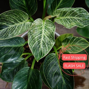 Birkin Philodendron Large | Variegated Philodendron Birkin Starter Plant | Birkin Plant | Rare Plants | Indoor Houseplants | Plant Gifts