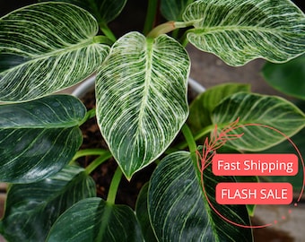 Birkin Philodendron Large | Variegated Philodendron Birkin Starter Plant | Birkin Plant | Rare Plants | Indoor Houseplants | Plant Gifts