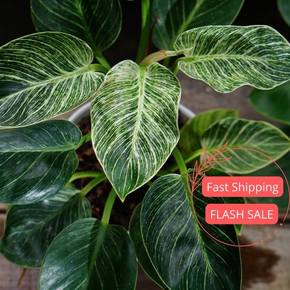 Philodendron Birkin Large Plant | Variegated Philodendron Birkin Starter |  Birkin Plant | Rare Plants | Indoor Houseplants | Plant Gifts - Etsy