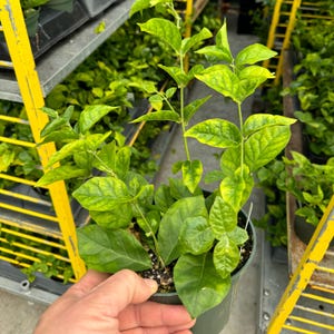 May include: A potted plant with vibrant green and yellow leaves. The plant is in a small, dark green pot and is being held by a person. The background shows other plants and a yellow metal structure. The plant appears healthy and well-cared for.