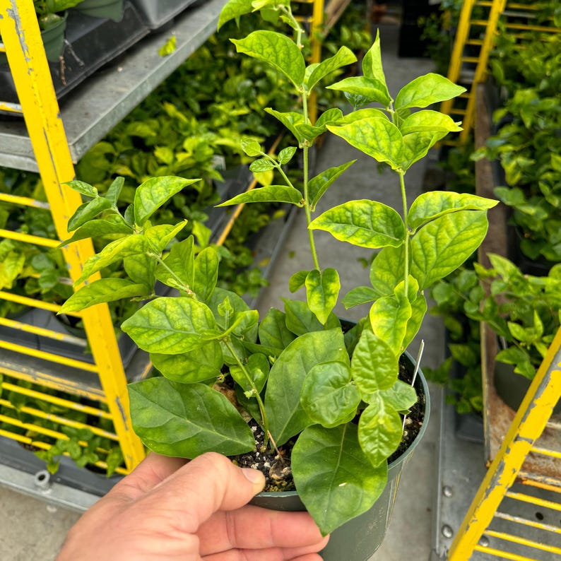 May include: A potted plant with vibrant green and yellow leaves. The plant is in a small, dark green pot and is being held by a person. The background shows other plants and a yellow metal structure. The plant appears healthy and well-cared for.
