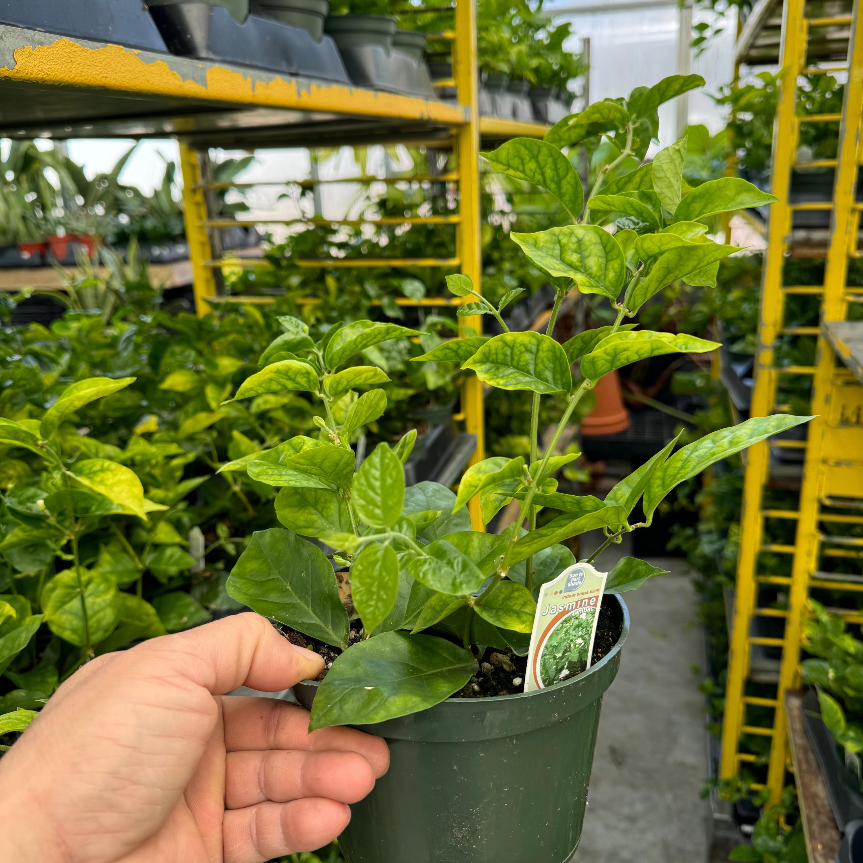 money leaves plant Variegated Chinese Money Plant White Splash For Sale