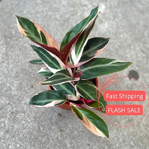 May include: A potted plant with green and white striped leaves. The leaves have a pink hue and are arranged in a fan shape. The plant is in a brown pot and is sitting on a gray surface. The text "Fast Shipping" and "FLASH SALE" is visible in the image.