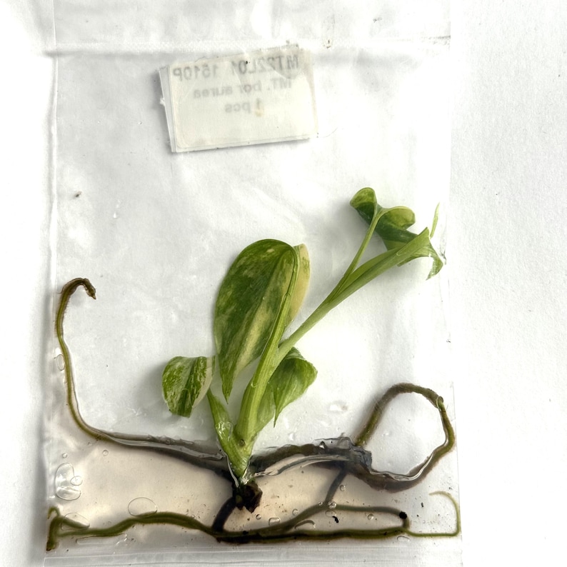 May include: A small plant cutting in a clear plastic bag. The plant has green and yellow variegated leaves and visible roots. A small white label with text is visible in the upper portion of the bag. The plant appears to be a houseplant cutting.