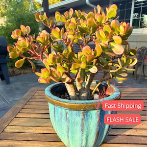May include: A jade plant with thick, oval-shaped leaves in a turquoise ceramic pot. The leaves are green with red edges. The pot has a textured surface and a brown rim. The plant sits on a wooden table.