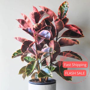 May include: A vibrant rubber plant with large, oval leaves in shades of deep burgundy, pink, and green. The plant is potted in a white ceramic pot. The leaves have a glossy texture and are arranged in a lush, full display. The image also includes text that says "Fast Shipping" and "FLASH SALE".
