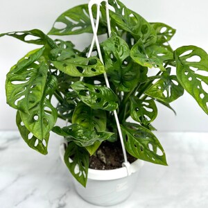 Op de afbeelding: Een groene Monstera adansonii plant met grote, geperforeerde bladeren in een witte pot. De plant hangt aan een witte metalen hanger.