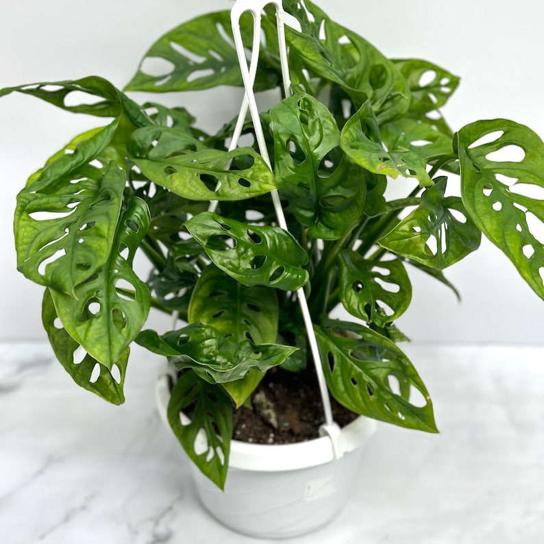 Op de afbeelding: Een groene Monstera adansonii plant met grote, geperforeerde bladeren in een witte pot. De plant hangt aan een witte metalen hanger.