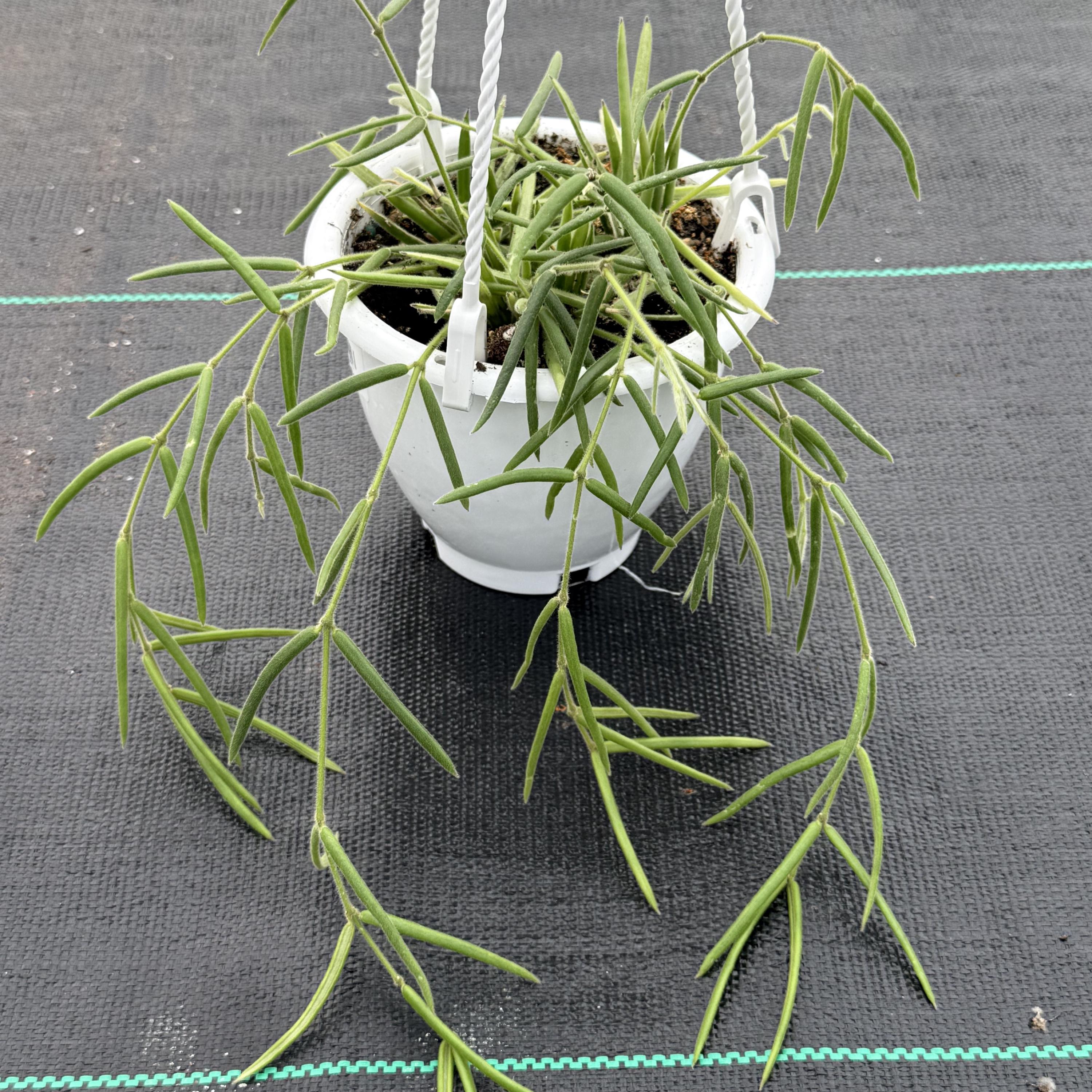 Hoya Linearis Live Plant | String Hoya Starter Plants | Cuttings