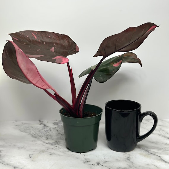 Large Philodendron Pink Princess | Philodendron Black Cherry Large Philodendron Pink Princess | Philodendron Black Cherry