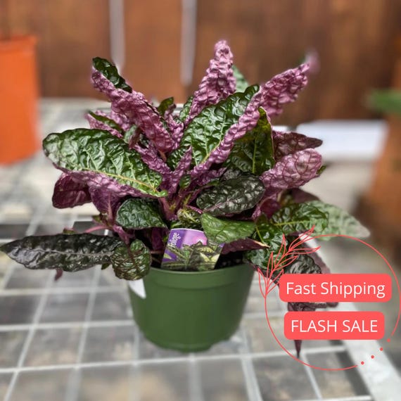 Purple Waffle Plant | Indoor Live House Plants | Houseplant Gifts for Beginner | Outdoor Garden Cuttings | Home Decor Colorful Houseplants