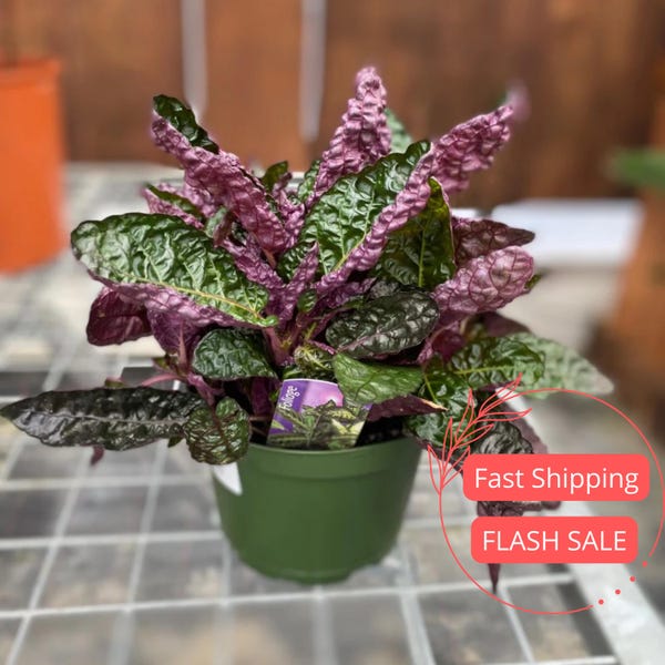 Purple Waffle Plant | Indoor Live House Plants | Houseplant Gifts for Beginner | Outdoor Garden Cuttings | Home Decor Colorful Houseplants