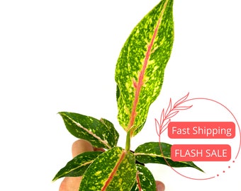 Aglaonema Night Sparkle Plant Large | Aglaonema Night Sparkle Starter Plants | Beautiful Aglaonema Plants | House Plants Gifts | Houseplants