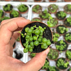 String of Pearls Live Plants Long String of Pearls Starter Plant Fully Rooted Senecio Rowleyanus Succulent Plant Gifts Houseplants 2"