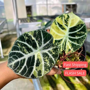 Ninja Alocasia Albo - Etsy