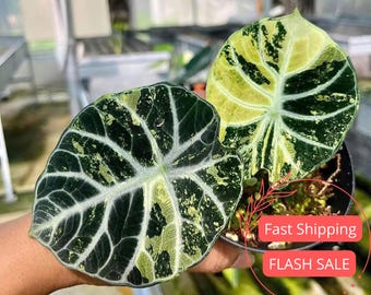 Alocasia Ninja Albo (2.5 In) - Starter Plant - Etsy
