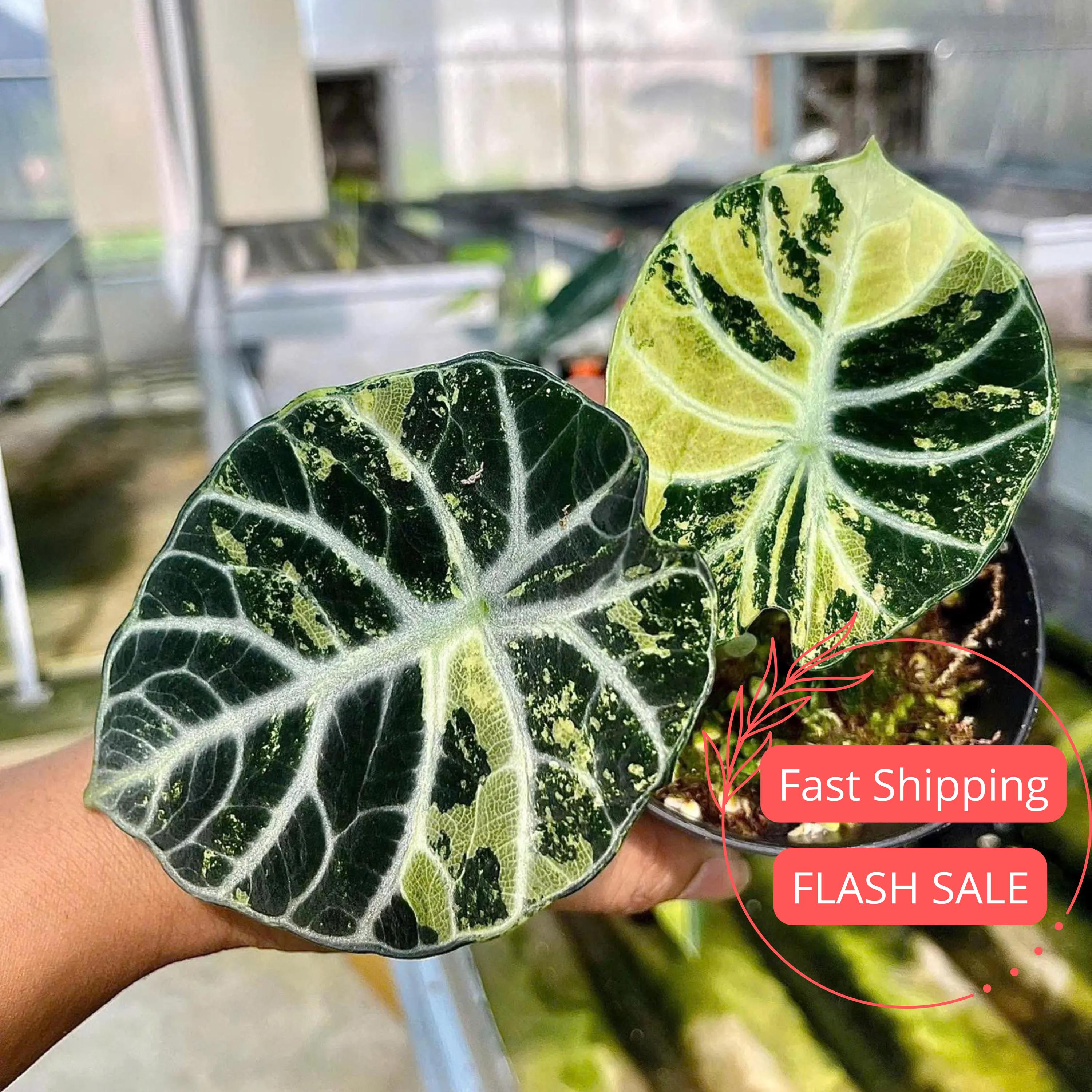 Alocasia Ninja Tricolor Tissue Culture Plant | Alocasias