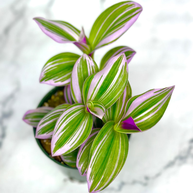 Tradescantia Nanouk - Thumbnail 4