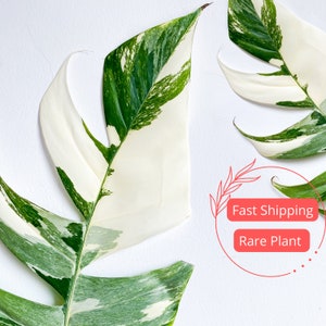 Epipremnum Pinnatum Marble Variegated Large | Epipremnum Marble | Pothos Starter Plant | Fully Rooted Pothos Plant | Rare Indoor Houseplants