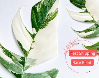Epipremnum Pinnatum Marble Variegated Large | Epipremnum Marble | Pothos Starter Plant | Fully Rooted Pothos Plant | Rare Indoor Houseplants