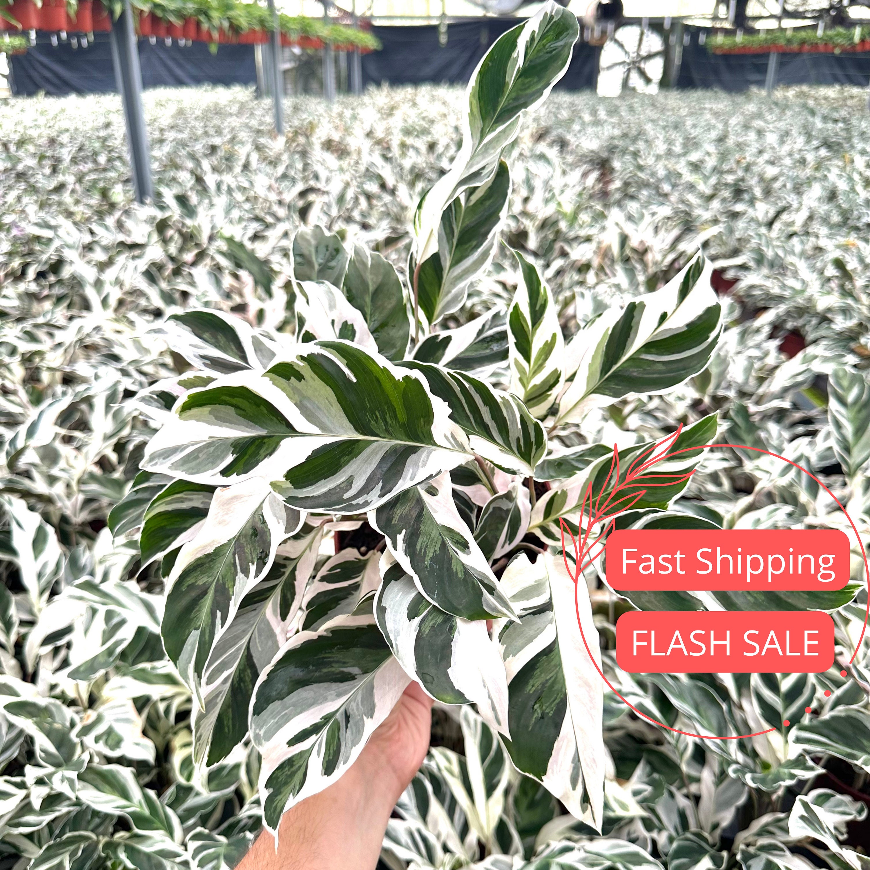 Calathea White Fusion Plant Live / Calathea Plant Fusion White Starter / Planta de interior enraizada / Plantas de oración / Plantas de interior / Regalos