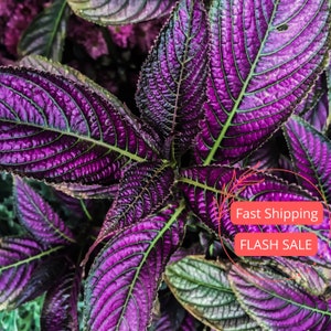 Purple Persian Shields Strobilanthes Dyerianus Live Plants | Fully Rooted Persian Shield Plants from Seeds | Plant Gift | Indoor Houseplants