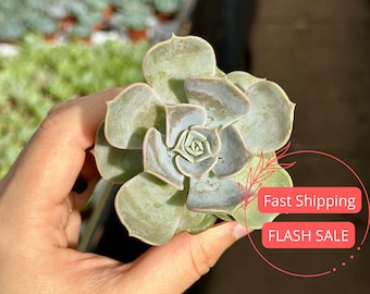 Echeveria Fantasma Suculenta / Echeveria Lilacina Suculenta / Planta Echeveria Fantasma / Esquejes Suculentos / Suculentas en Macetas / Regalos de Plantas