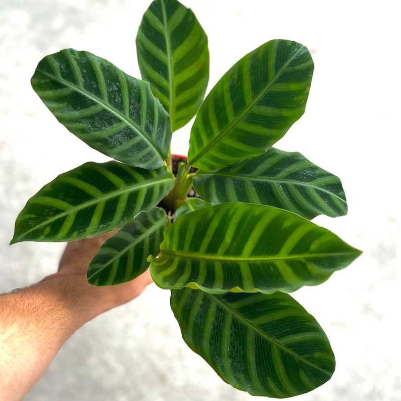 NYCitySucculents Calathea Zebrina