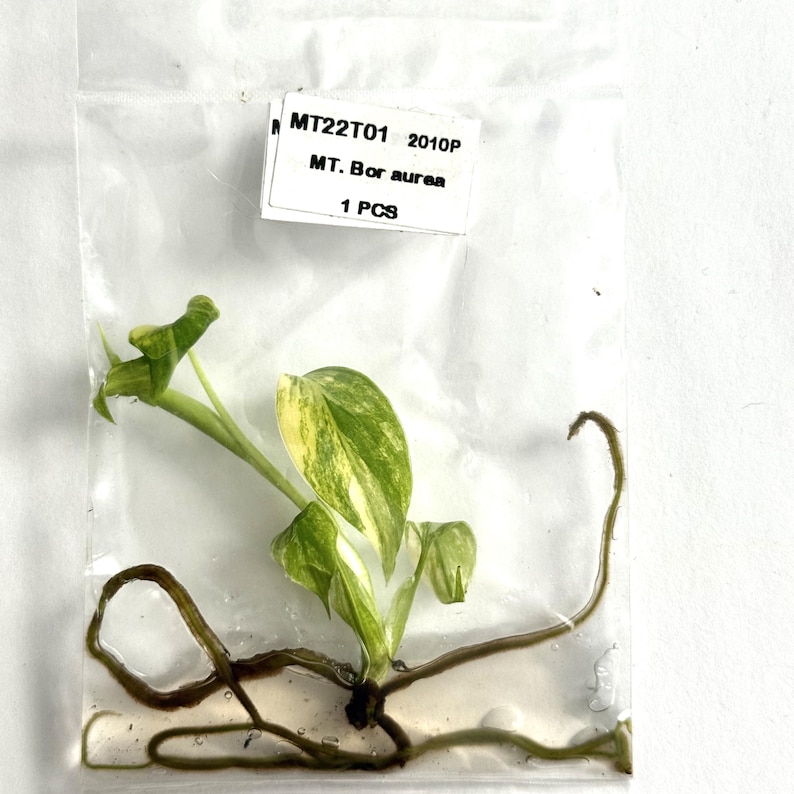 Monstera Aurea Live Plant Tissue Culture | Monsteras Variegated | Indoor Tropical House Plants Gifts | Houseplants Plantlet Variegata Albo image 3