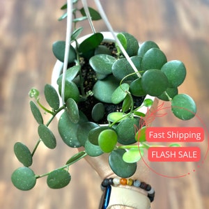 May include: A hanging plant with round, green leaves. The plant is in a white pot and is hanging from a white string. The plant is being held by a person's hand. The text "Fast Shipping" and "FLASH SALE" is visible in the image.