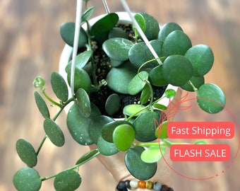 Silver Dollar Vine Succulent Plants | String of Nickels Plant  | Fully Rooted Succulents Plant | Rare Plants | Hanging Indoor Houseplants