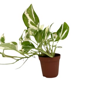 Puede incluir: Una peque&ntilde;a planta en maceta con hojas verdes y blancas variegadas. La planta est&aacute; en una maceta de pl&aacute;stico marr&oacute;n.