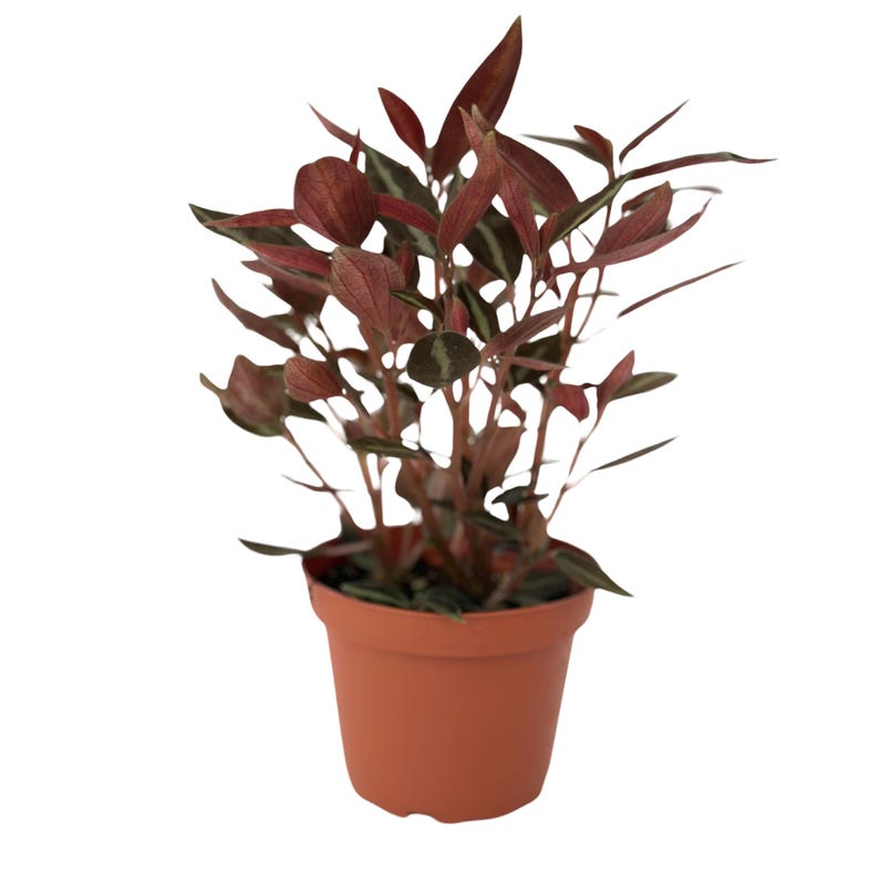 NYCitySucculents Peperomia Metallica Plant - Thumbnail 4