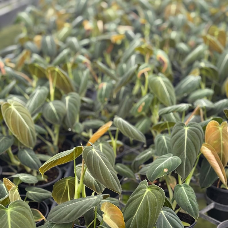 May include: A close-up shot of numerous potted plants with large, textured, dark green leaves. The leaves have prominent white veins and some have a reddish-brown hue. The plants are in black pots, creating a lush, verdant display.