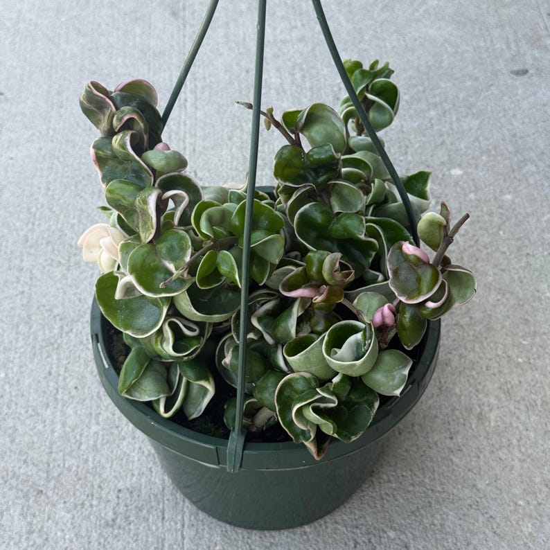 Puede incluir: Una planta Hoya carnosa compacta con hojas variegadas, rizadas y de color verde oscuro, con bordes de color blanco crema y sutiles tonos rosados. La planta est&aacute; en una maceta colgante de pl&aacute;stico verde oscuro con tres alambres de soporte.