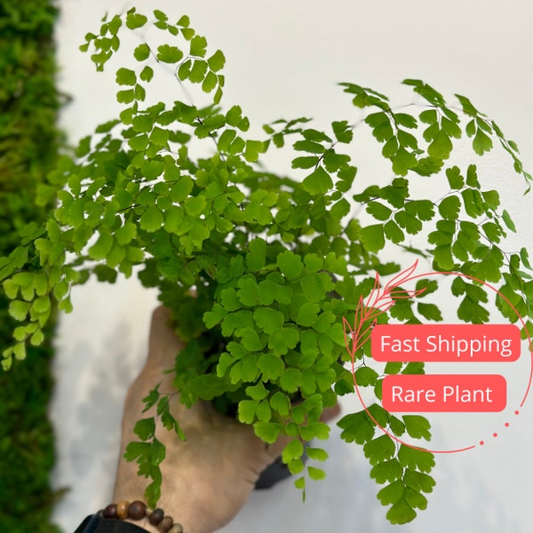 Maiden Hair Fern Large | Fully Rooted Fern Plant Live | Maidenhair Fern Starter Plant Super Full | Rare Houseplants | Indoor Plants