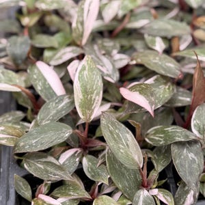 May include: A Philodendron Pink Princess plant featuring pointed, variegated leaves with a mix of deep green, speckled cream, and solid pink patches. The plant has reddish-brown stems and a dense, clustered growth pattern with multiple foliage layers.
