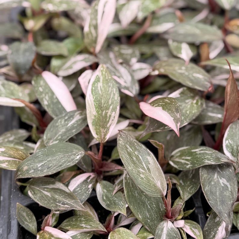 May include: A Philodendron Pink Princess plant featuring pointed, variegated leaves with a mix of deep green, speckled cream, and solid pink patches. The plant has reddish-brown stems and a dense, clustered growth pattern with multiple foliage layers.