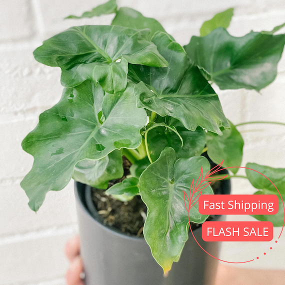 Philodendron selloum Atom