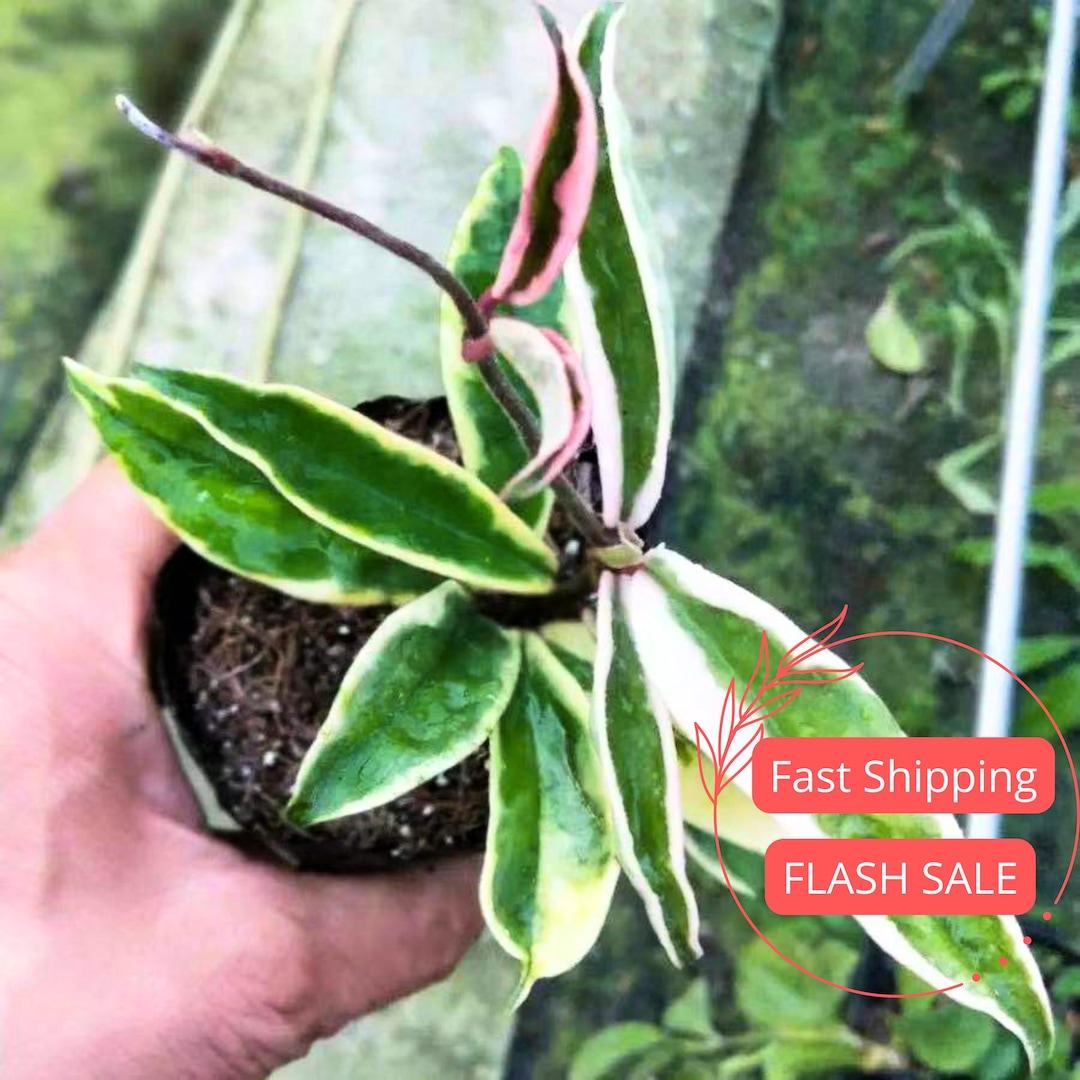 Hoya Krinkle 8 Albo Marginata Live Plant | Hoya Cuttings Starter