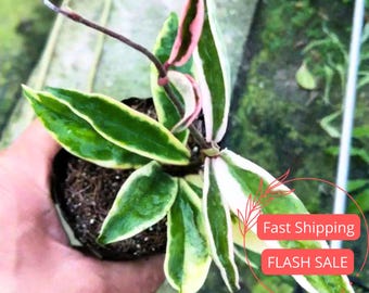Hoya Krinkle 8 Albo Marginata Live Plant | Hoya Cuttings Starter
