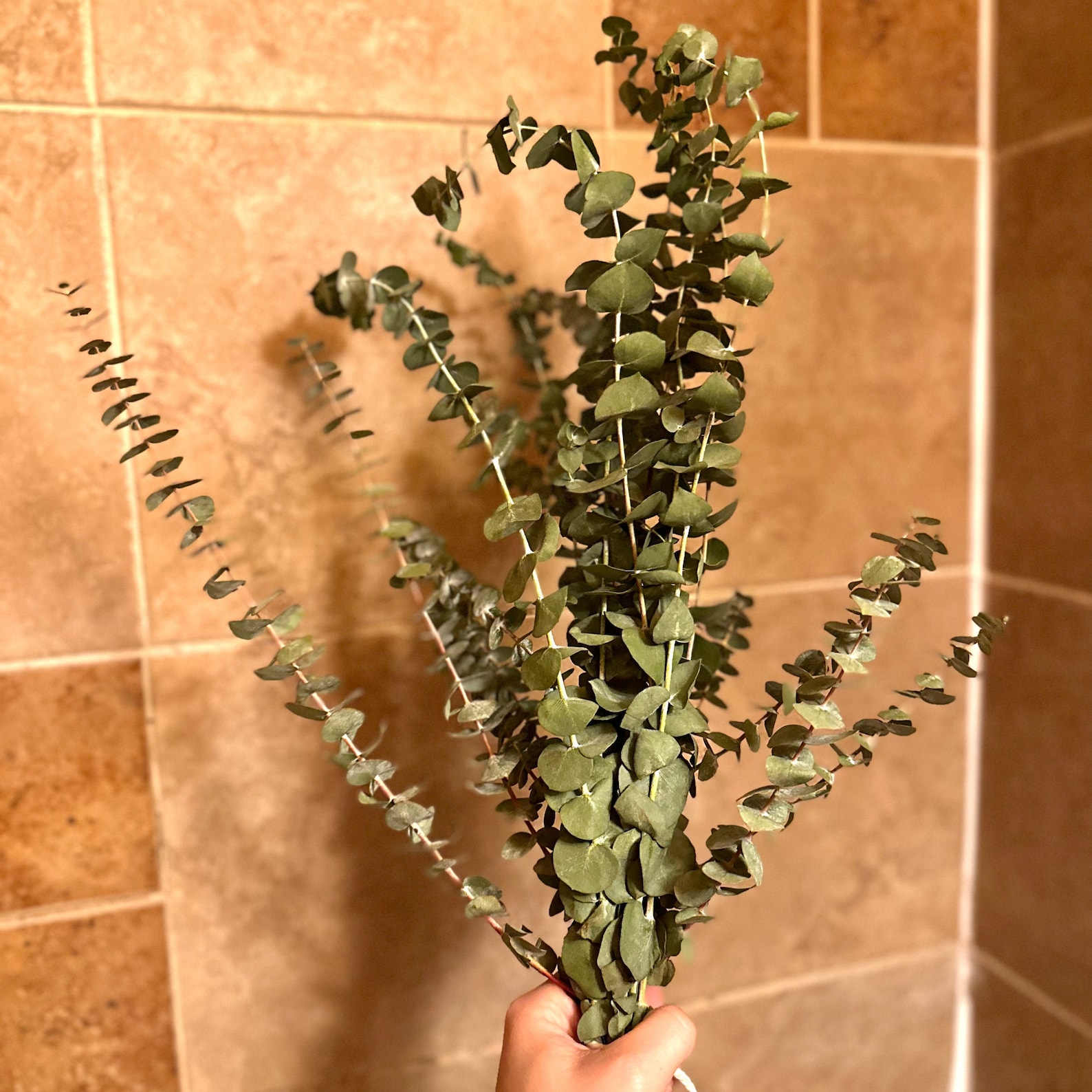 Fresh Eucalyptus Shower Bundle Eucalyptus Plant Fresh - Etsy
