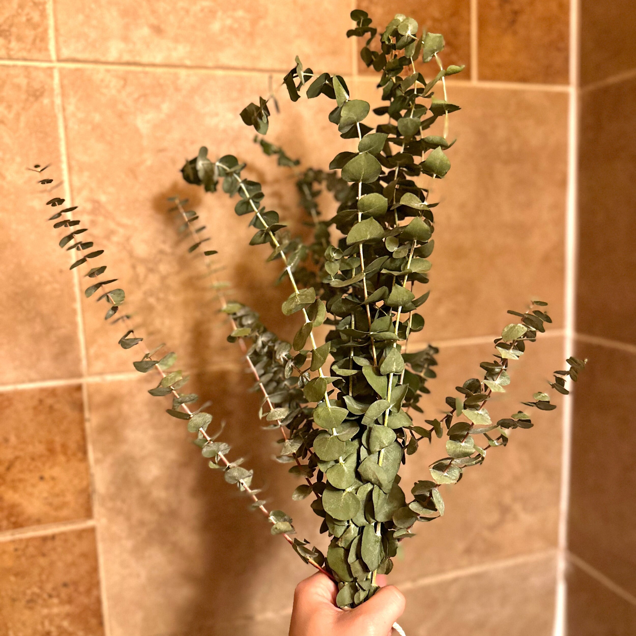 Fresh Eucalyptus Shower Bundle Eucalyptus Plant Fresh Etsy