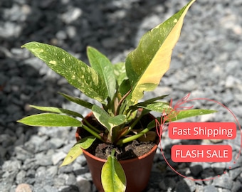 May include: A variegated houseplant with green and yellow leaves in a brown pot. The plant is sitting on a bed of gray gravel. The text "Fast Shipping" and "FLASH SALE" is visible in the image.