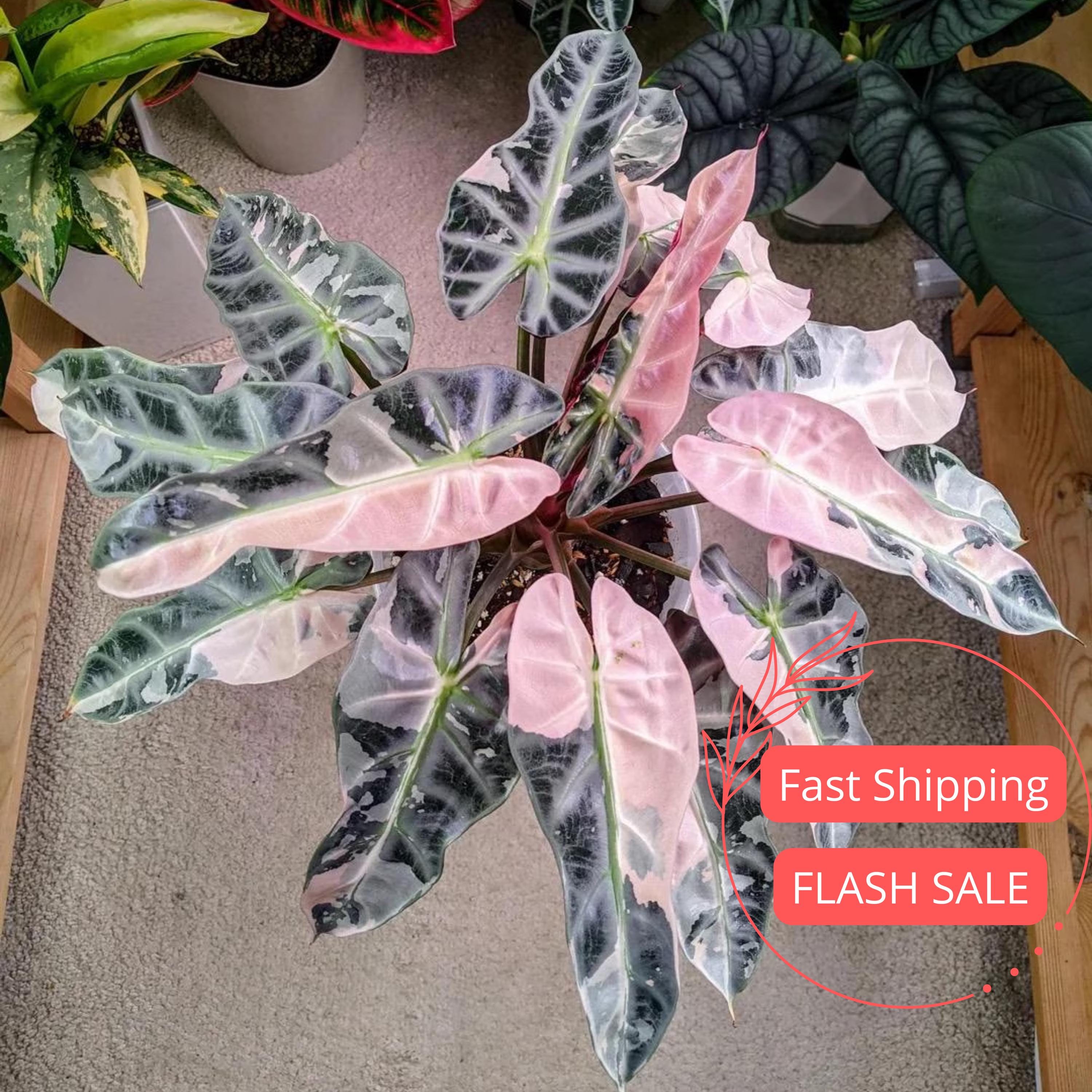アロカシアポリー斑入り　alocasia polly variegated Alocasia 19A Alocasia Polly Pink Variegatedアロカシア・ポリー