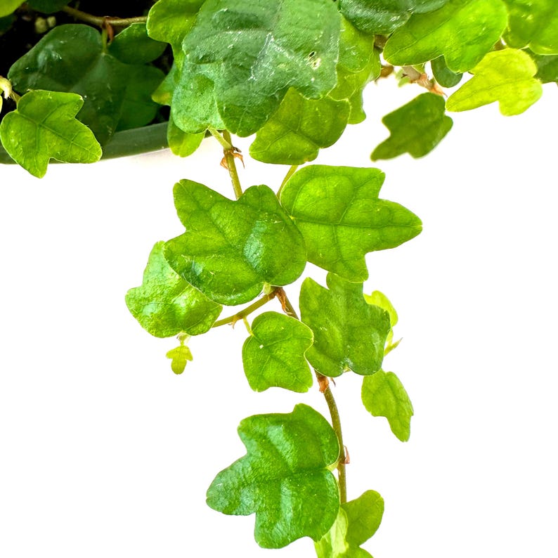 NYCitySucculents String of Frogs - Thumbnail 5