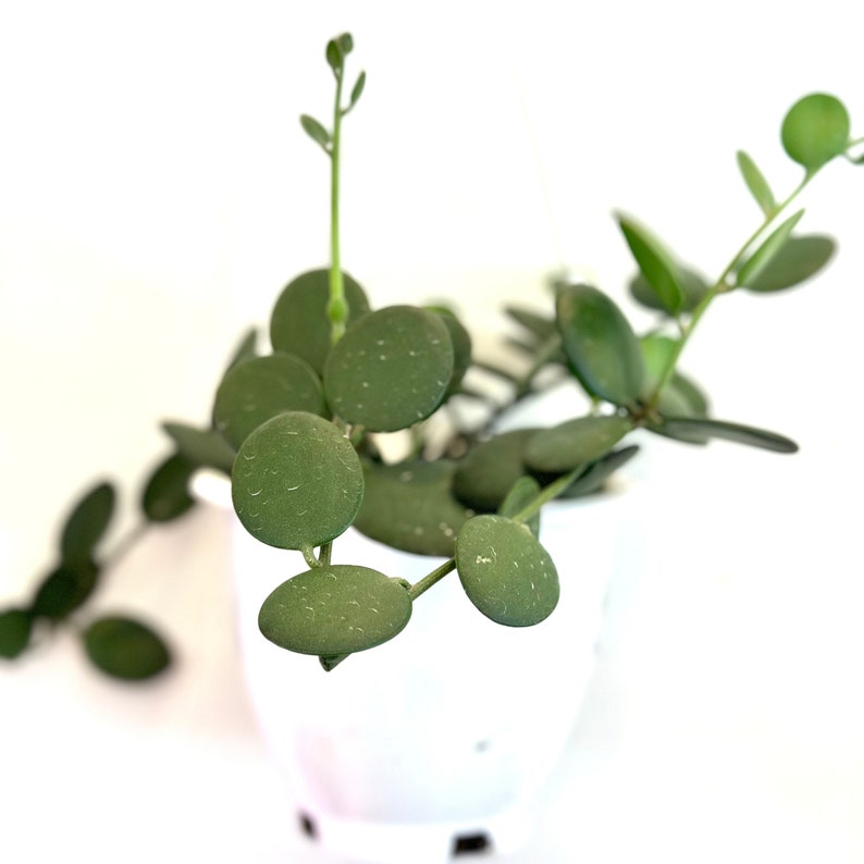 NYCitySucculents Silver Dollar Vine Succulent - Thumbnail 4