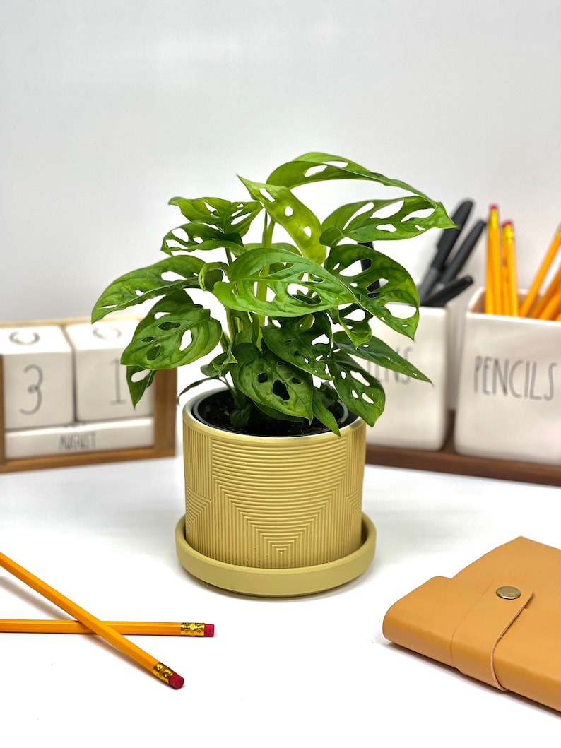 Op de afbeelding: Een groene Monstera adansonii plant met gaten in de bladeren in een gele geometrische pot. De plant staat op een wit oppervlak met een bruin leren notitieboekje en gele potloden in een witte keramische houder.